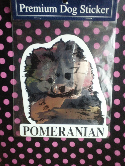 pomeranian_c0196588_16482784.jpg