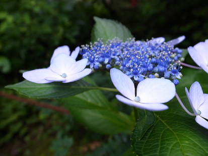 岩船寺、浄瑠璃寺、花の郷滝谷_f0229889_12223974.jpg