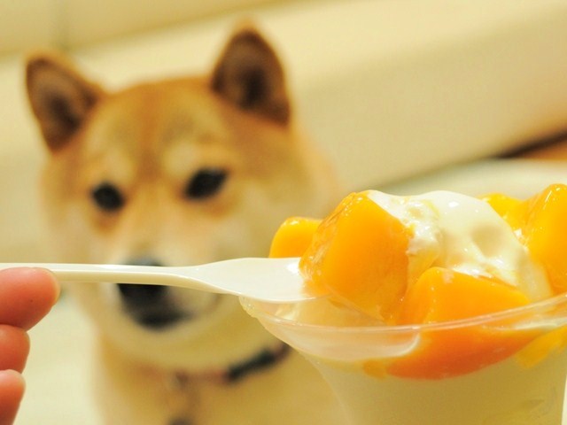 とろ~り甘くて冷たくて_a0126590_324671.jpg