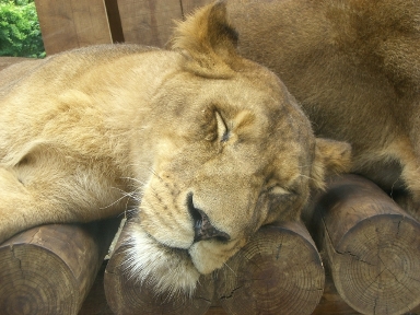 バジルを見直す。_a0045293_11392294.jpg