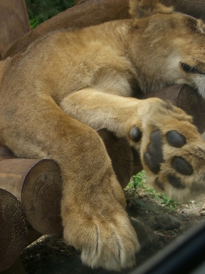 バジルを見直す。_a0045293_11425551.jpg