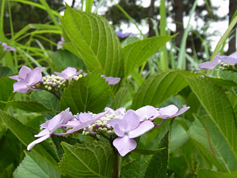 アジサイ（西公園 2010/06/14撮影）_f0204094_23533234.jpg