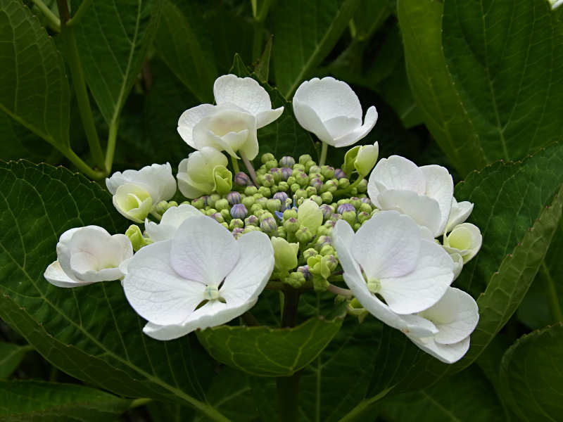 アジサイ（西公園 2010/06/14撮影）_f0204094_2353361.jpg