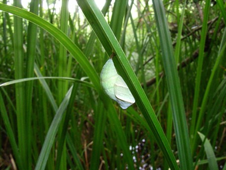 c0049095_21453056.jpg