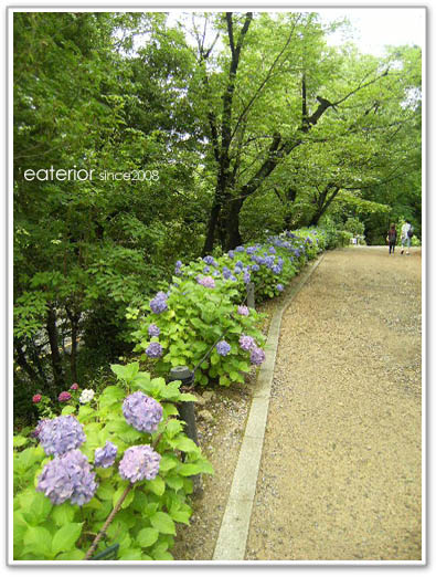 『紫陽花の開花情報』 東山動植物園vol.30_b0142197_846589.jpg