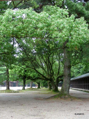 お篭り、突貫工事の作業中・・・・_c0145299_0553558.jpg