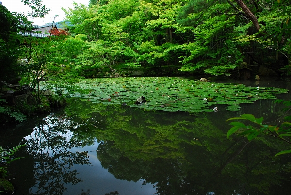 睡蓮とか青葉とか　－　天授庵（南禅寺塔頭）_a0114714_18152676.jpg