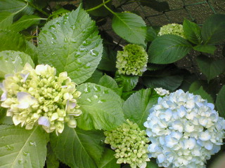 a0073915_6462110.jpg