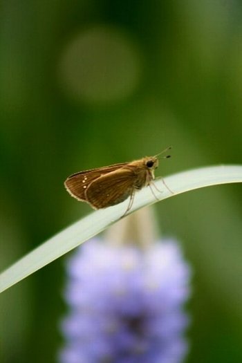 水辺に舞う生物たち_e0125220_23472139.jpg