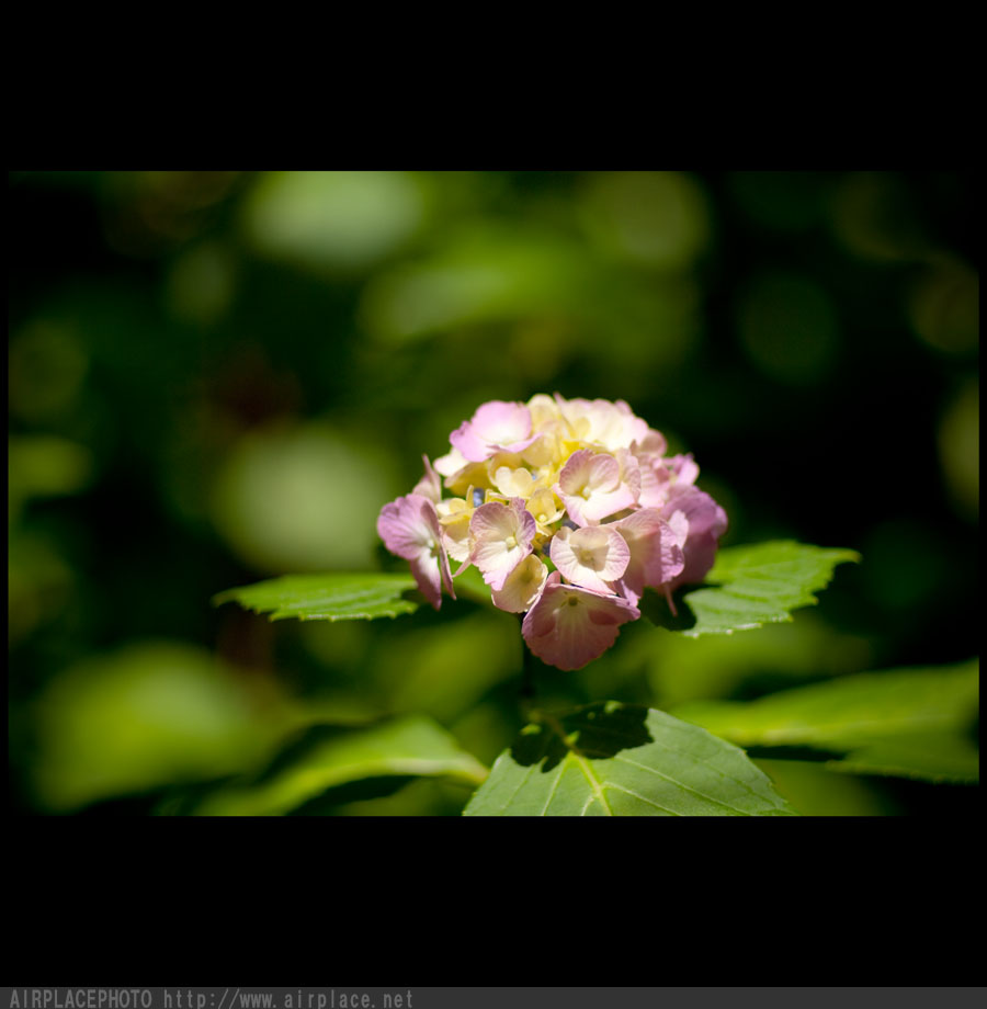 北鎌倉、紫陽花の季節　其の壱_f0086721_975643.jpg