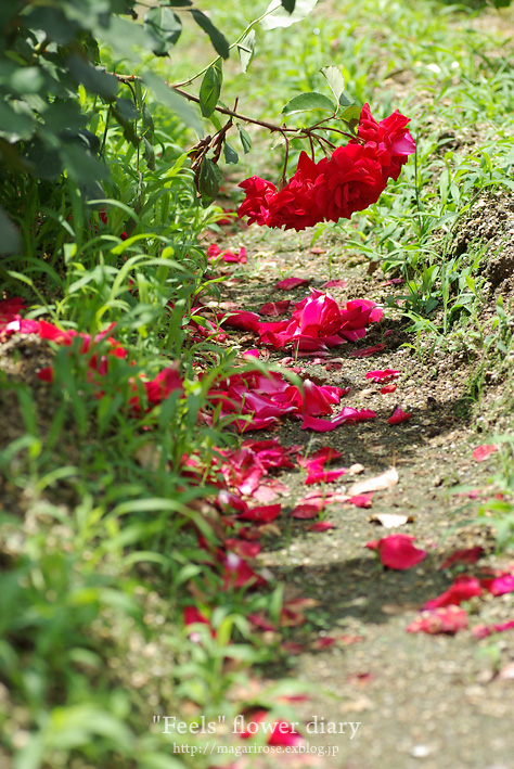 2010 Spring rose ＃7_e0065923_23354542.jpg