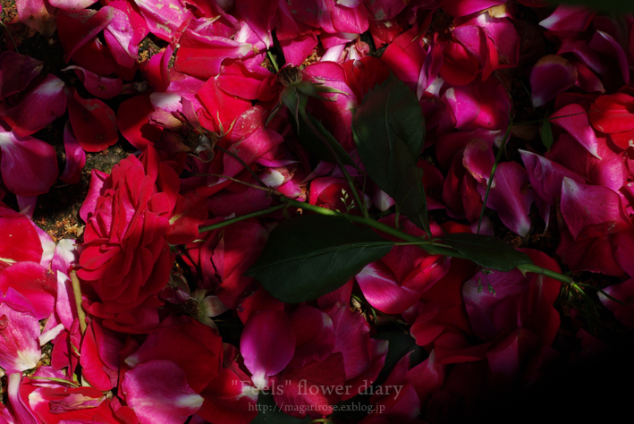 2010 Spring rose ＃7_e0065923_2336139.jpg