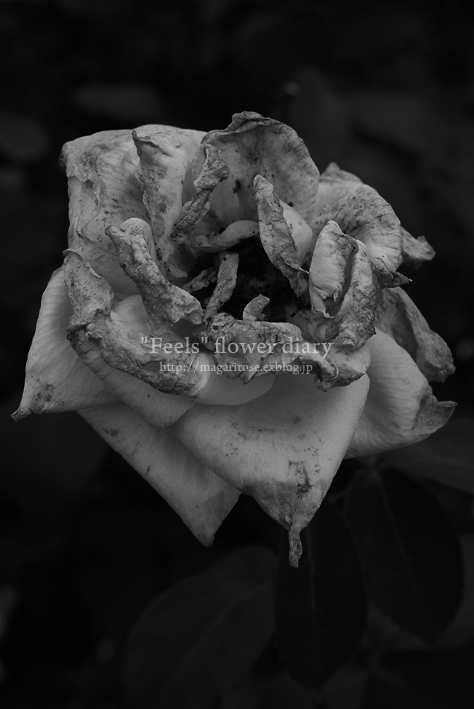 2010 Spring rose ＃7_e0065923_23361773.jpg