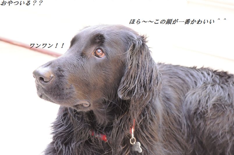 ふんわり卵入り☆海老とセロリのピリケチャ炒め☆_d0104926_4595884.jpg