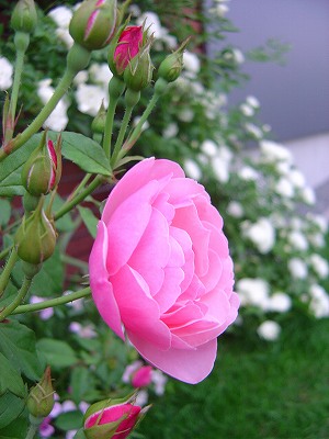 f0205733_1703669.jpg