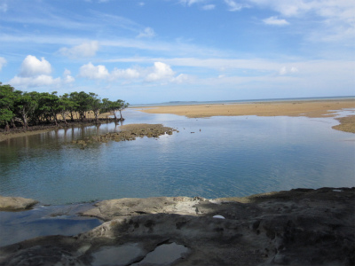 西表島ー植物もつらいよ編ー_f0220235_208780.jpg