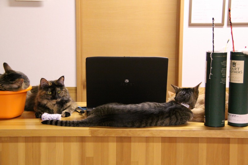 京都「猫カフェ　ねこ会議」_d0167436_22262014.jpg