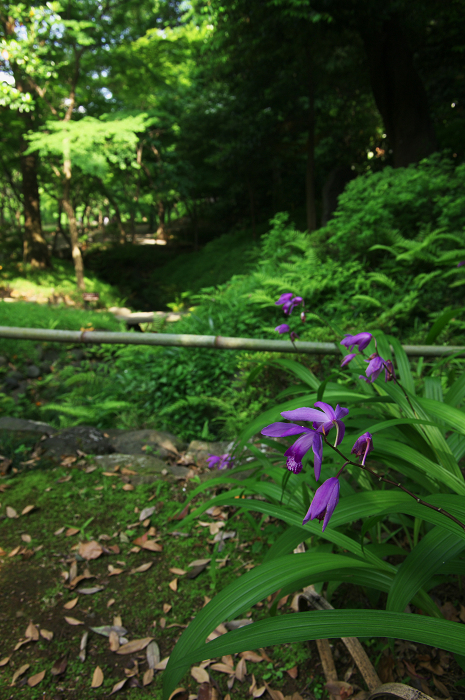 都会のオアシスの新緑(小石川後楽園)_f0155048_010077.jpg