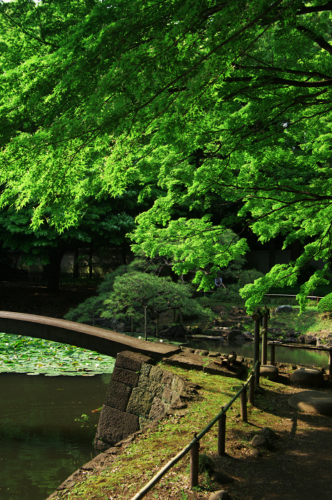 都会のオアシスの新緑(小石川後楽園)_f0155048_0104269.jpg