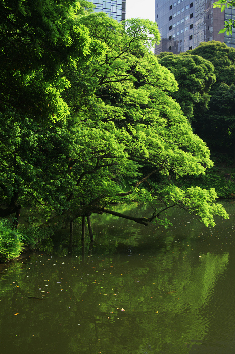 都会のオアシスの新緑(小石川後楽園)_f0155048_0114921.jpg