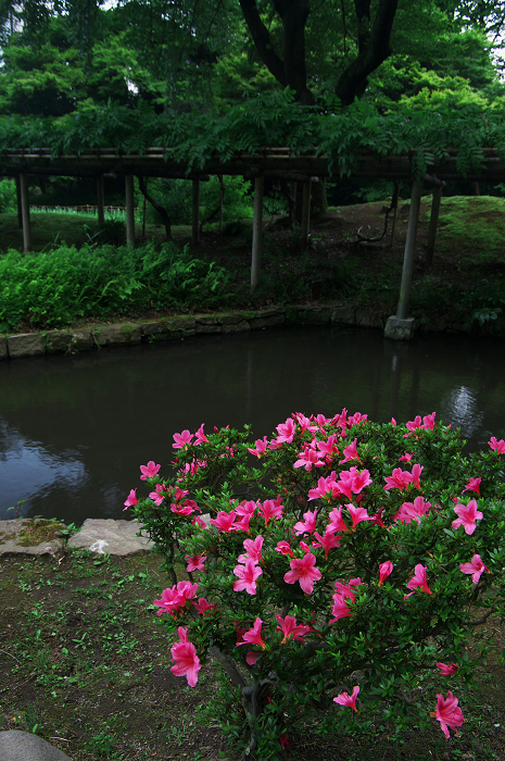 都会のオアシスの新緑(小石川後楽園)_f0155048_0132983.jpg