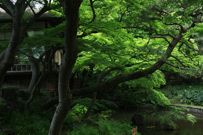 都会のオアシスの新緑(小石川後楽園)_f0155048_0162480.jpg