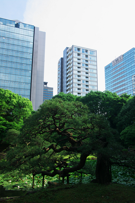 都会のオアシスの新緑(小石川後楽園)_f0155048_095118.jpg