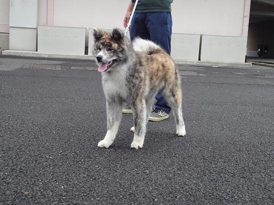 秋田犬の展覧会_b0124462_8205219.jpg