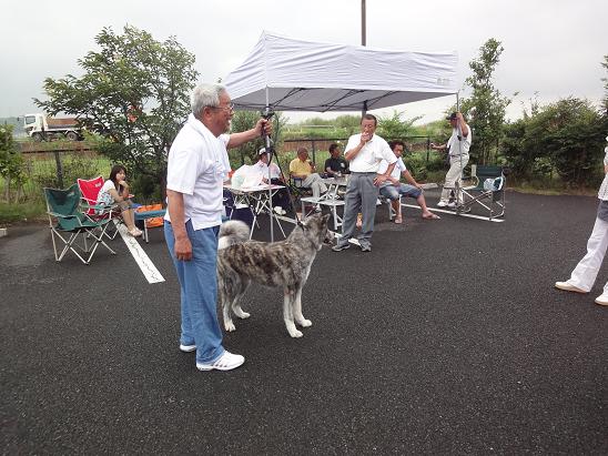 秋田犬の展覧会_b0124462_824197.jpg