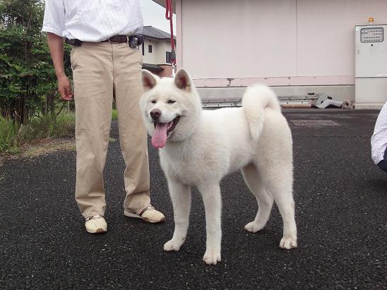 秋田犬の展覧会_b0124462_8254493.jpg