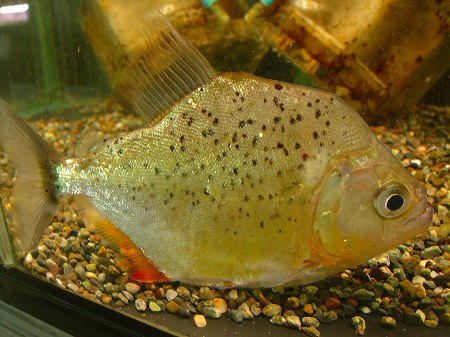 ピラニア　ノタータス　32cm ピラニア ノタータス 32cm