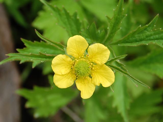 大大根草 オオダイコンソウ 新 四季の花