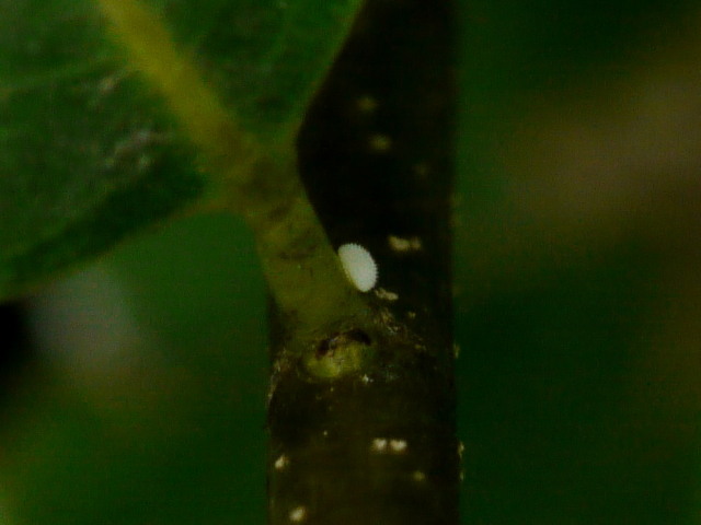 a0146869_45328.jpg
