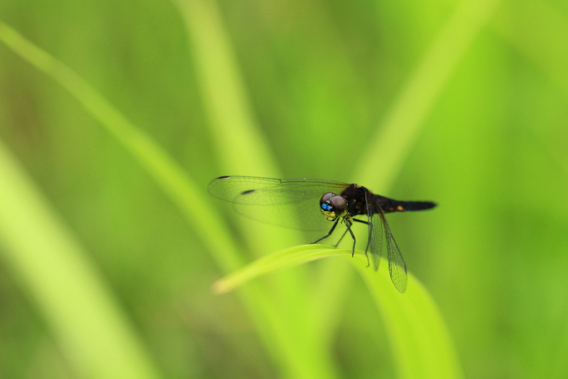 ヒイゴ池の生き物_c0148777_19552645.jpg