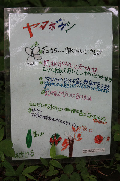 阿蘇野草園＼(^o^)／（6/13のこと）_c0152779_16221450.jpg