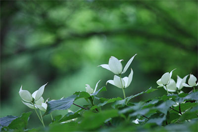 阿蘇野草園＼(^o^)／（6/13のこと）_c0152779_16253713.jpg