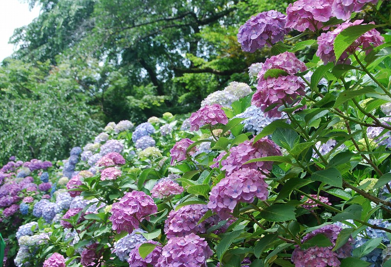 c0187781_02741.jpg