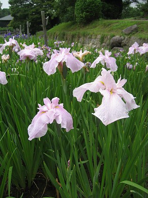 奈良　馬見丘陵公園　（2010）_c0229483_841211.jpg