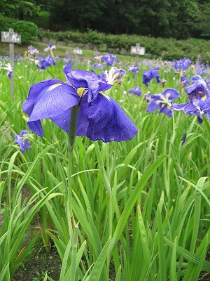 奈良　馬見丘陵公園　（2010）_c0229483_8412931.jpg