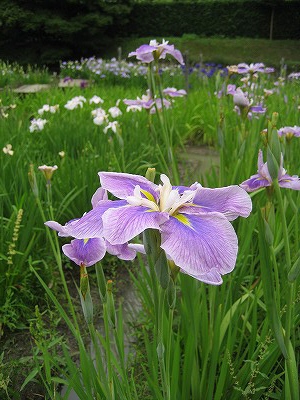 奈良　馬見丘陵公園　（2010）_c0229483_8435370.jpg