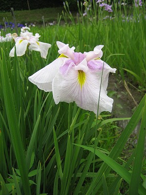 奈良　馬見丘陵公園　（2010）_c0229483_8442799.jpg