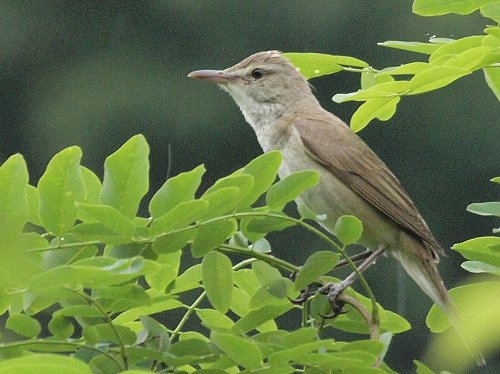 オオヨシキリ、アカスジキンカメムシ、キボシカミキリ_d0088184_21213067.jpg