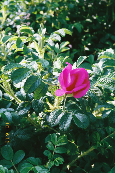 e0051186_2045514.jpg