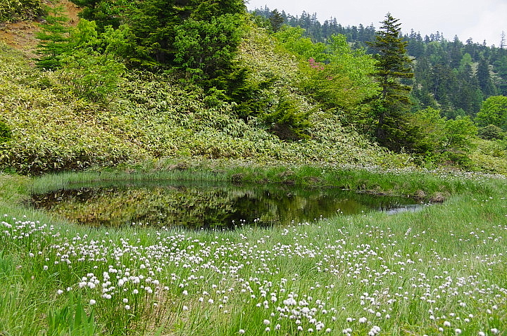 梅雨の晴れ間の芳ヶ平_c0224989_179079.jpg