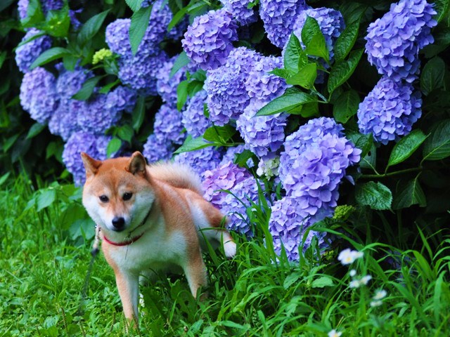 当たり前の日常が幸せ_a0126590_32818.jpg