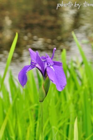 古都金沢散策～初夏の「兼六園2010」 -1-_b0155692_03051.jpg