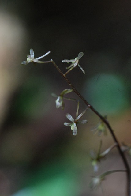 初見の花（１/２）_d0168292_187182.jpg