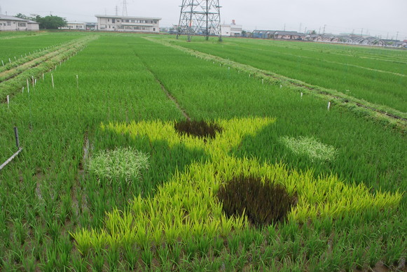 鶴岡周辺で(*゜ー゜)_e0172592_12131424.jpg