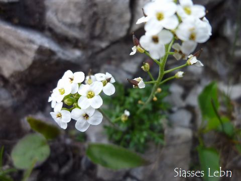 夏至の習わし1　Itonskopfと高山植物_e0088895_22433759.jpg