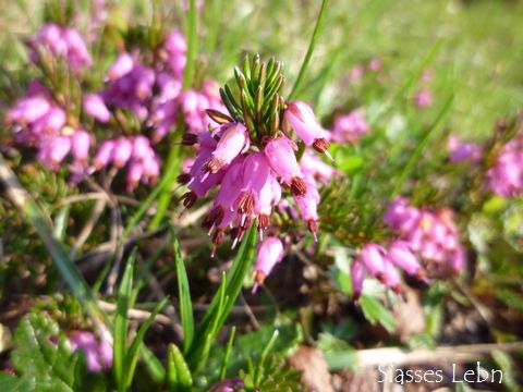 夏至の習わし1　Itonskopfと高山植物_e0088895_234834.jpg